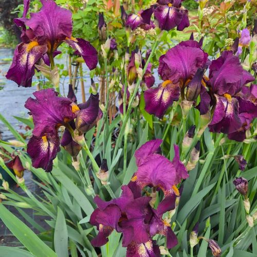 Iris germanica Swahili de vanzare în ghiveci preț bun ❤️ FloraPris Iris germanica Swahili de vanzare în ghiveci preț bun ❤️ FloraPris