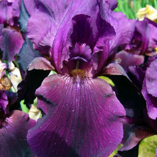 Iris germanica Swahili de vanzare la ghiveci preț bun ❤️ FloraPris