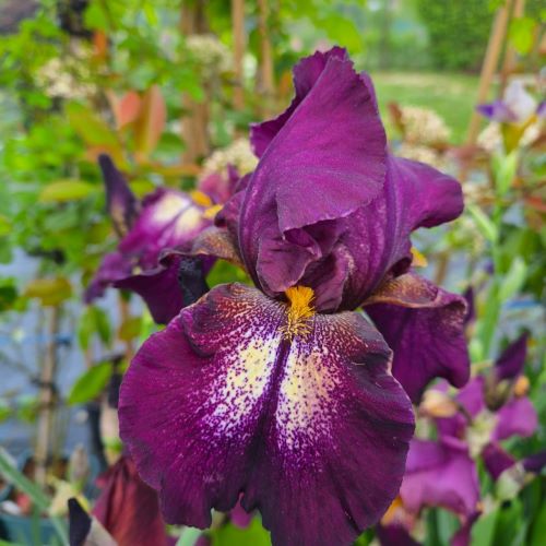 Iris germanica Swahili de vanzare la ghiveci preț mic ❤️ FloraPris