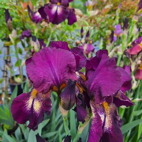 Iris germanica Swahili în ghiveci preț bun ❤️ FloraPris