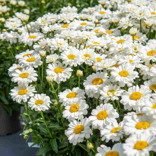 Margaretă de vânzare la ghiveci, preț bun ❤️ FloraPris