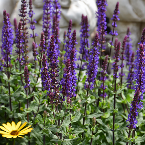 Salvia nemorosa Caramia de vânzare la ghiveci preț mic ❤️ FloraPris