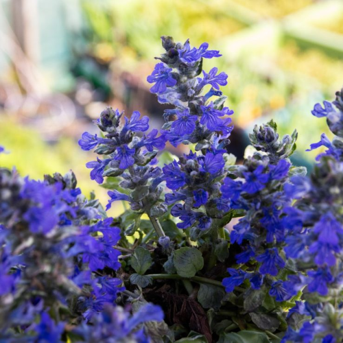 Ajuga Princess Elsa în ghiveci, preț bun. Acoperitor de sol ❤️ FloraPris