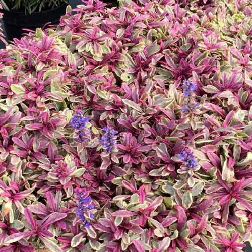 Ajuga Princess Nadia la ghiveci, preț bun. Veșnic verde ❤️ FloraPris