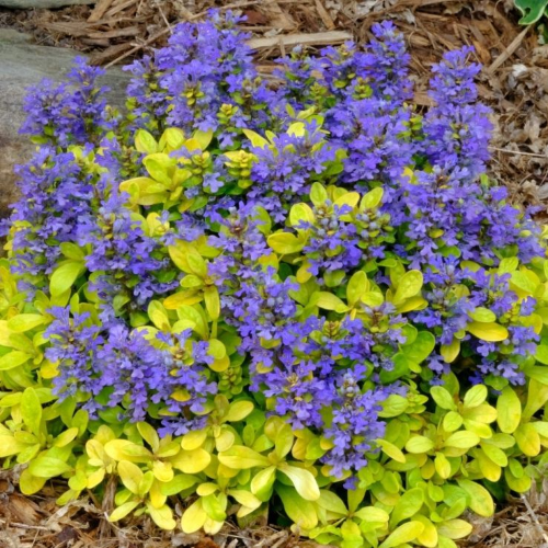 Cumpără Ajuga Cordial Canary de la FloraPris. Acoperitoare de sol ✅ Gamă variată de plante perene veșnic verzi la ghiveci. Soiuri top. Calitate înaltă. Preț bun ✅ Livrare 24h