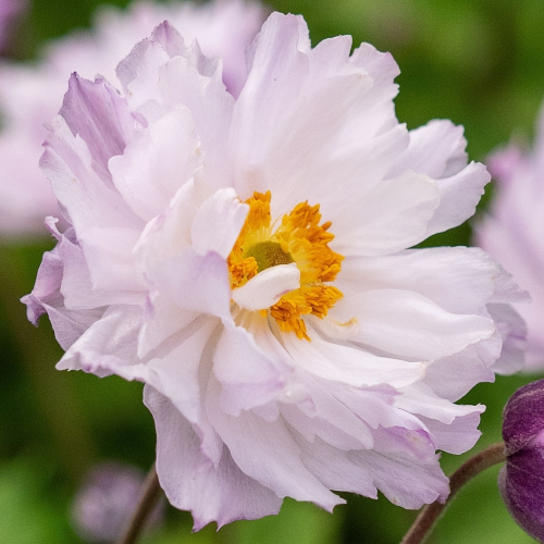 Anemone de toamnă Frilly Knickers la ghiveci, preț bun ❤️ FloraPris