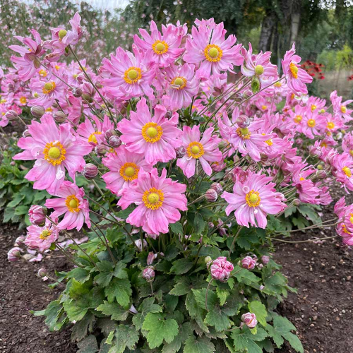 Anemone de toamnă Harlequin Pastel în ghiveci, preț bun ❤️ FloraPris