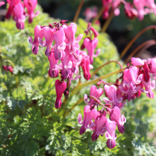 Dicentra Pink Diamond la ghiveci preț bun ❤️ FloraPris