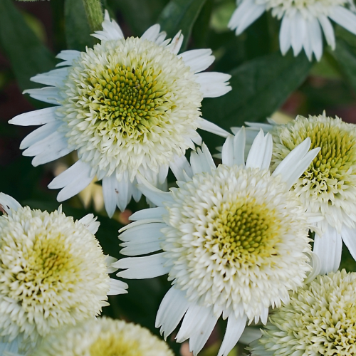 Echinacea Delicious Nougat de vânzare la ghiveci ❤️ FloraPris