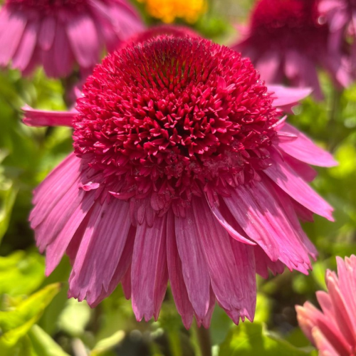 Echinacea Delicious Strawberry de vânzare la ghiveci preț bun ❤️ FloraPris