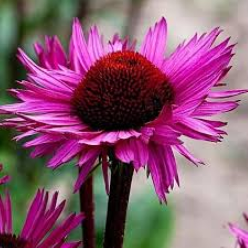 Echinacea Fatal Attraction la ghiveci