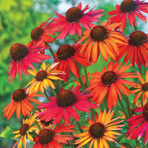 Echinacea Hot Summer de vânzare la ghiveci preț avantajos ❤️ FloraPris