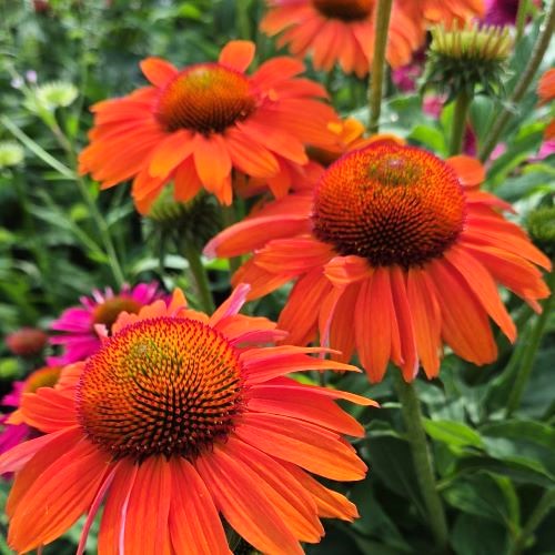 Echinacea Orange Sensation de vânzare in ghiveci preț bun ❤️ FloraPris