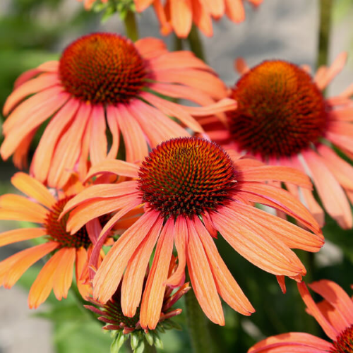 Echinacea Orange Sensation de vânzare la ghiveci preț bun ❤️ FloraPris