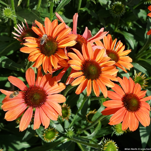 Echinacea Orange Sensation de vânzare preț bun ❤️ FloraPris