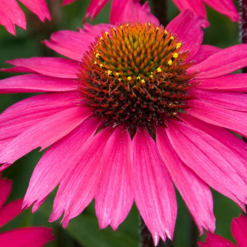 Echinacea Pink Sensation de vânzare la ghiveci preț bun ❤️ FloraPris