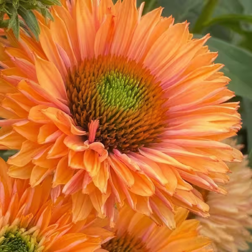 Echinacea Pumpkin Pie de vânzare la ghiveci preț mic ❤️ FloraPris