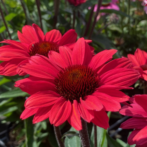 Echinacea Red Beauty la ghiveci preț bun ❤️ FloraPris