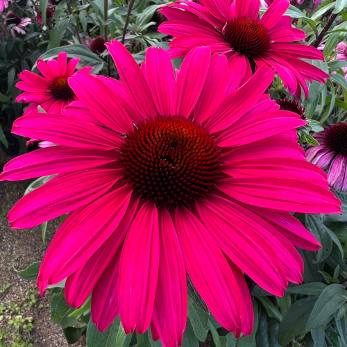 Echinacea Wild Romance Sensation la ghiveci preț bun ❤️ FloraPris