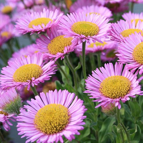 Erigeron Sea Breeze de vânzare la ghiveci preț bun ❤️ FloraPris