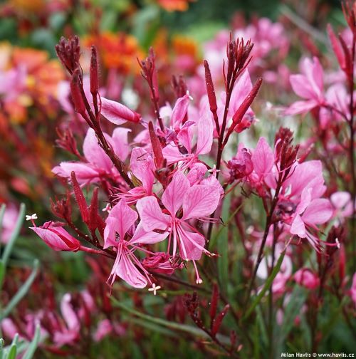 Gaura Baby Butterfly Dark Pink la ghiveci, preț bun ❤️ FloraPris