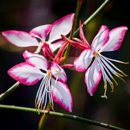 Gaura Rosy Jane la ghiveci, preț bun ❤️ FloraPris