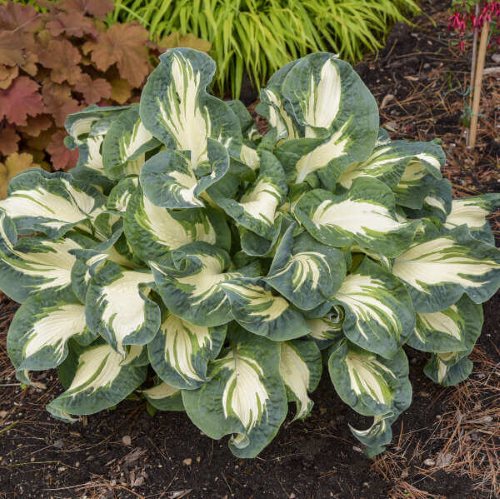 Hosta Hans la ghiveci, preț bun ❤️ FloraPris