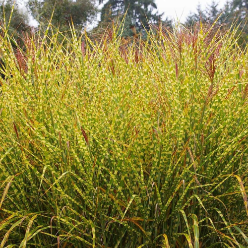 Iarba decorativă Miscanthus Gold Breeze la ghiveci pret bun ❤️ FloraPris