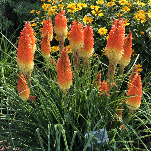 Kniphofia Backdraft Pyromania de vânzare la ghiveci, preț bun ❤️ FloraPris