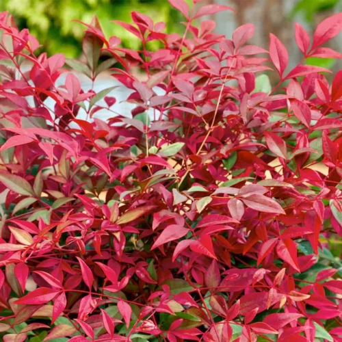 Nandina Red Dragon pret bun. Perene veșnic verzi ❤️ FloraPris