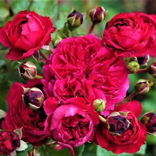 Rosa Leonardo Da Vinci de vaznare la ghiveci 6l, anul 3 ❤️ FloraPris
