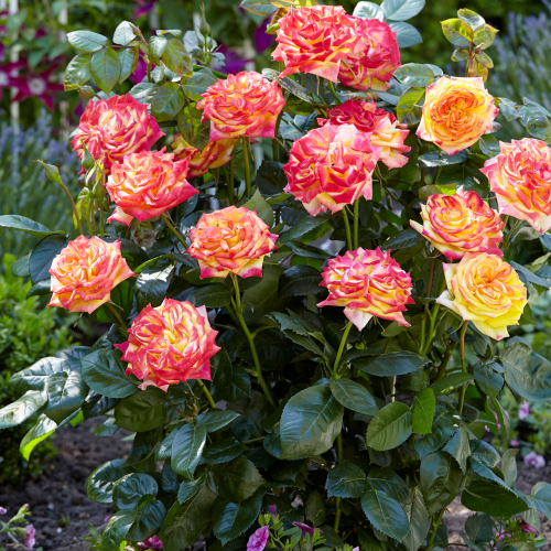 Rosa Twister Select de vanzare la ghiveci 6l. Floribund ❤️ FloraPris