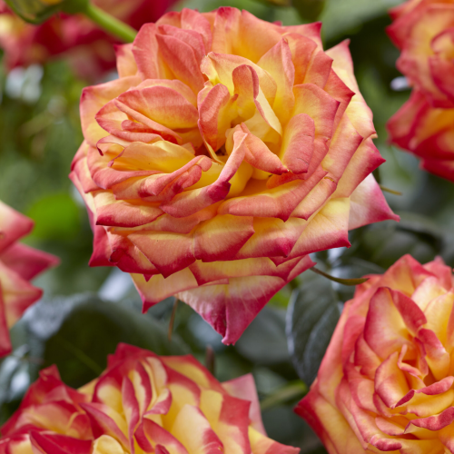 Rosa Twister Select la ghiveci 6l. Floribund ❤️ FloraPris