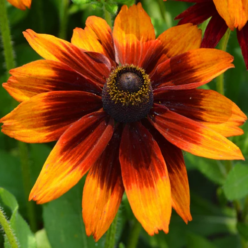 Rudbeckia Blazing Fire de vânzare la ghiveci ❤️ FloraPris