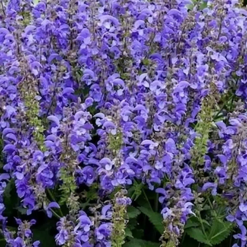 Salvia Big Sky de vânzare la ghiveci preț bun ❤️ FloraPris