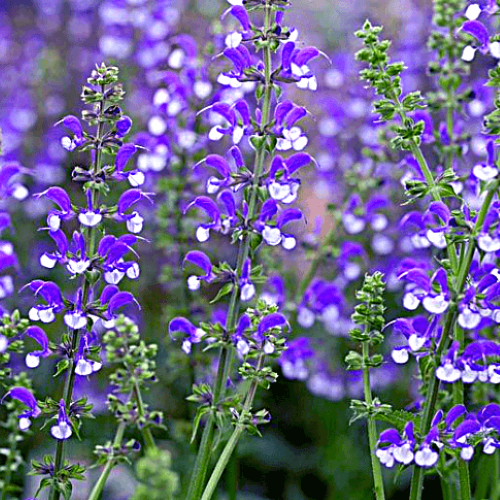 Salvia Fashionista Azur Snow de vanzare la ghiveci preț bun ❤️ FloraPris