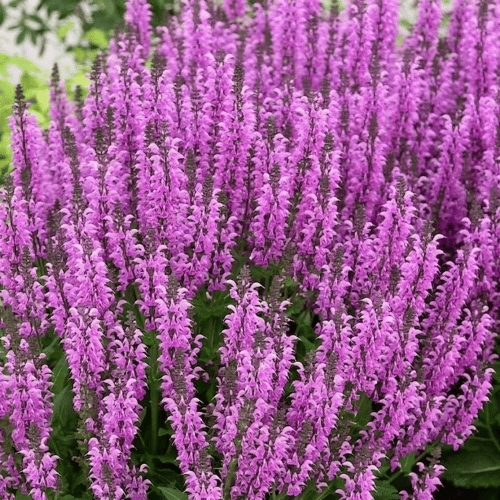 Salvia Fashionista Back To The Fuchsia la ghiveci preț bun ❤️ FloraPris