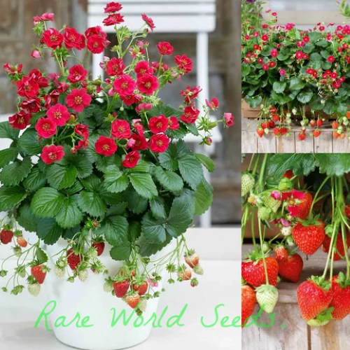 Căpșuni cu flori roșii și fruncte la ghiveci, preț bun ❤️ FloraPris