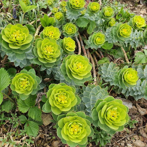 Euphorbia Myrsinites de vânzare, preț bun. Veșnic verde ❤️ FloraPris