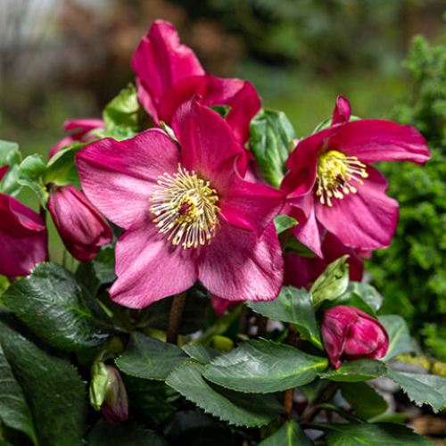 Helleborus Karli Winter Ballet la ghiveci vesnic verde ❤️ FloraPris Helleborus Karli Winter Ballet la ghiveci vesnic verde ❤️ FloraPris