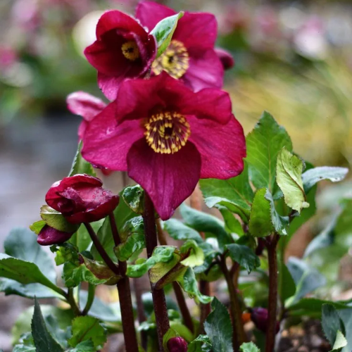 Helleborus Karli Winter Ballet la ghiveci vesnic verde ❤️ FloraPris