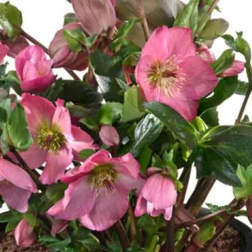 Helleborus Strawberry Moon la ghiveci preț bun ❤️ FloraPris