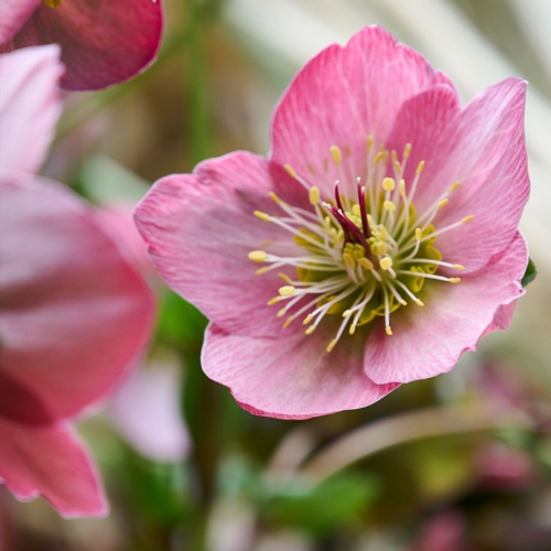 Helleborus Strawberry Moon la ghiveci preț bun. Veșnic verde ❤️ FloraPris