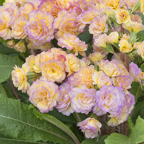 Primula Blushing Peach la ghiveci preț bun ❤️ FloraPris Primula Blushing Peach la ghiveci preț bun ❤️ FloraPris