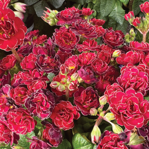 Primula Touch Of Gold la ghiveci preț bun ❤️ FloraPris