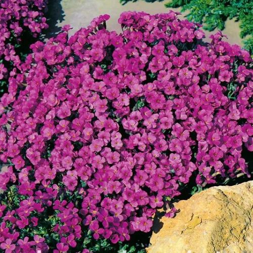 Aubrieta Axcent Burgundy la ghiveci preț bun ❤️ FloraPris