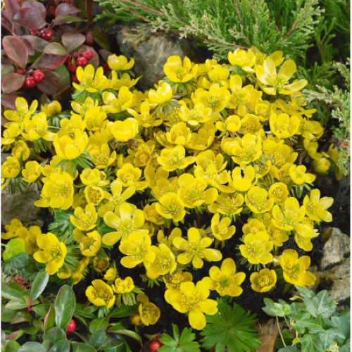 Eranthis Cilicica de vanzare la ghiveci preț bun ❤️ FloraPris