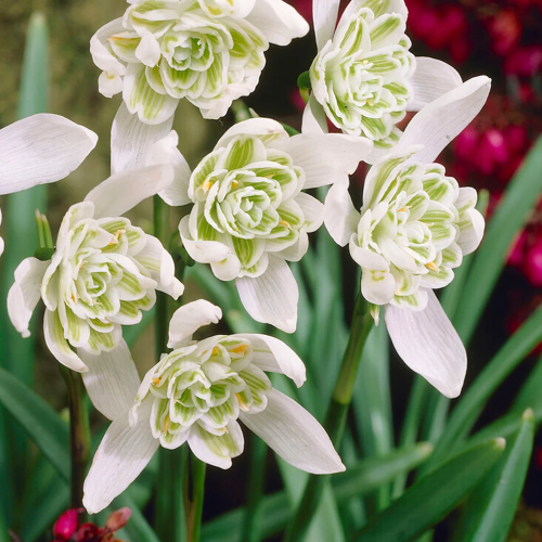 Ghiocei cu flori duble de vanzare la ghiveci preț bun ❤️ FloraPris