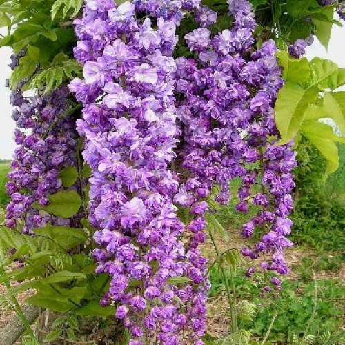 Glicina - Wisteria Black Dragon în ghiveci 10l, 180 cm ❤️ FloraPris
