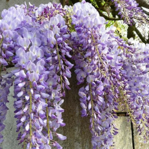 Glicina - Wisteria Caroline de vanzare în ghiveci 10l ❤️ FloraPris bun